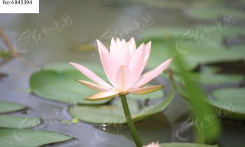 生姜防痛经的功效网-分享生姜对痛经有治疗效果么，生姜放肚脐眼的功效知识库